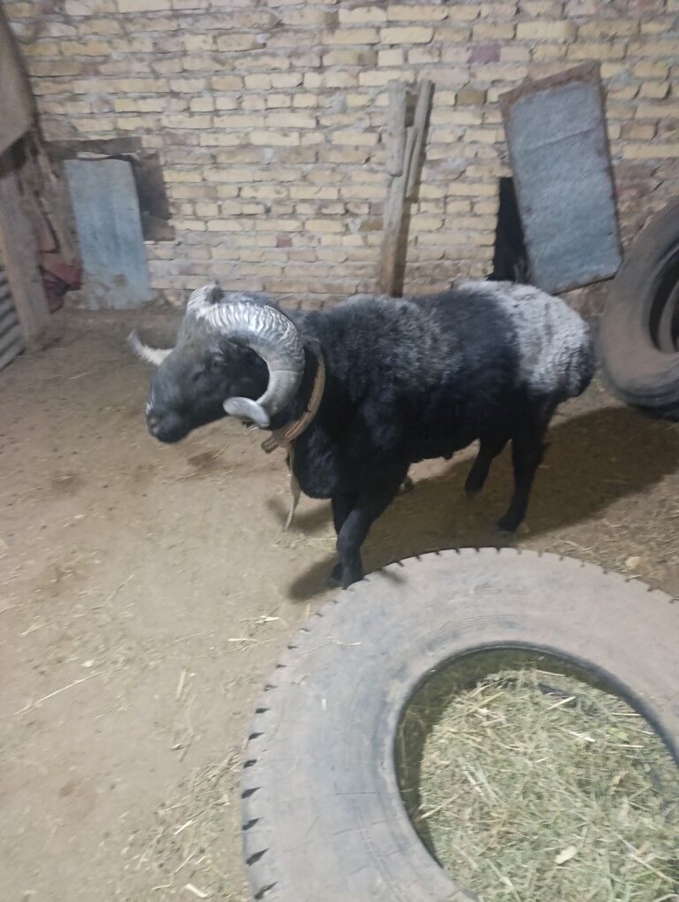 goc - Dänew - img 4