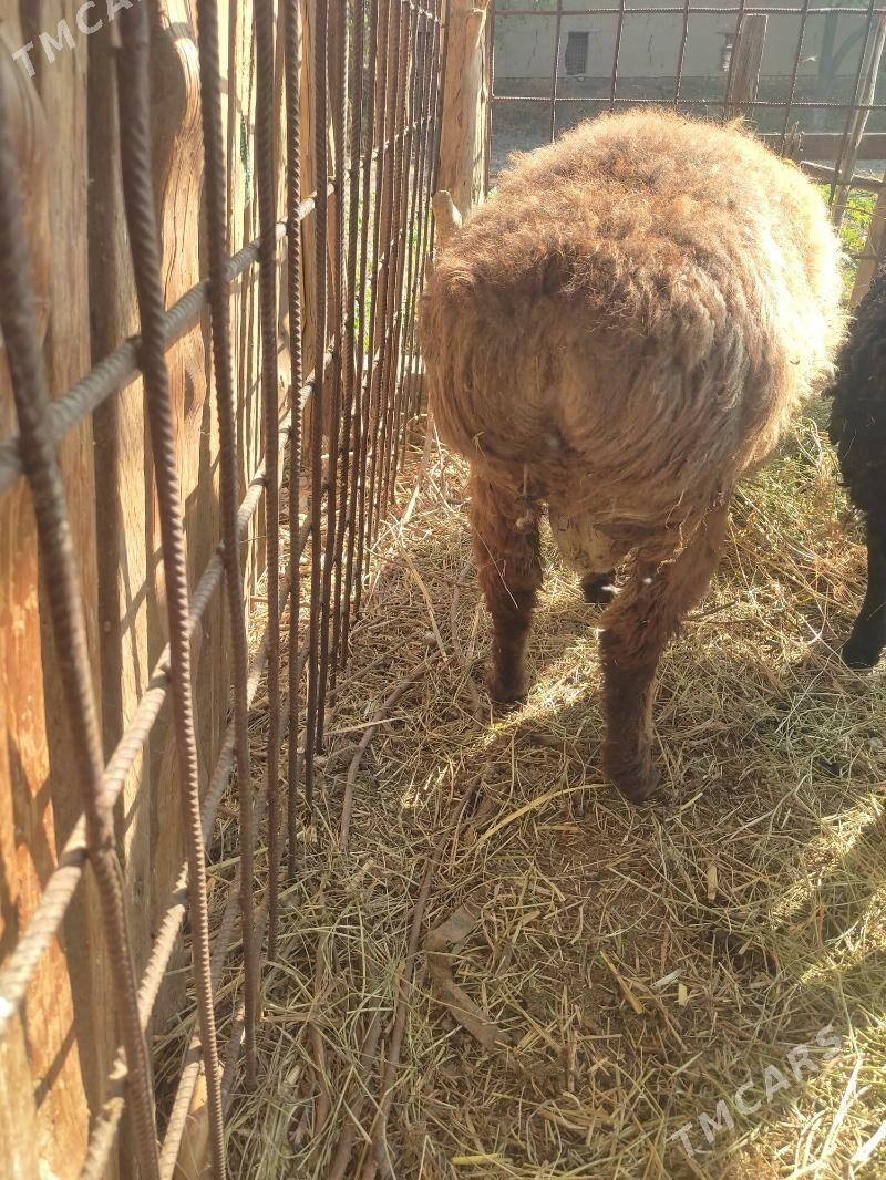 Goç - Halaç - img 1