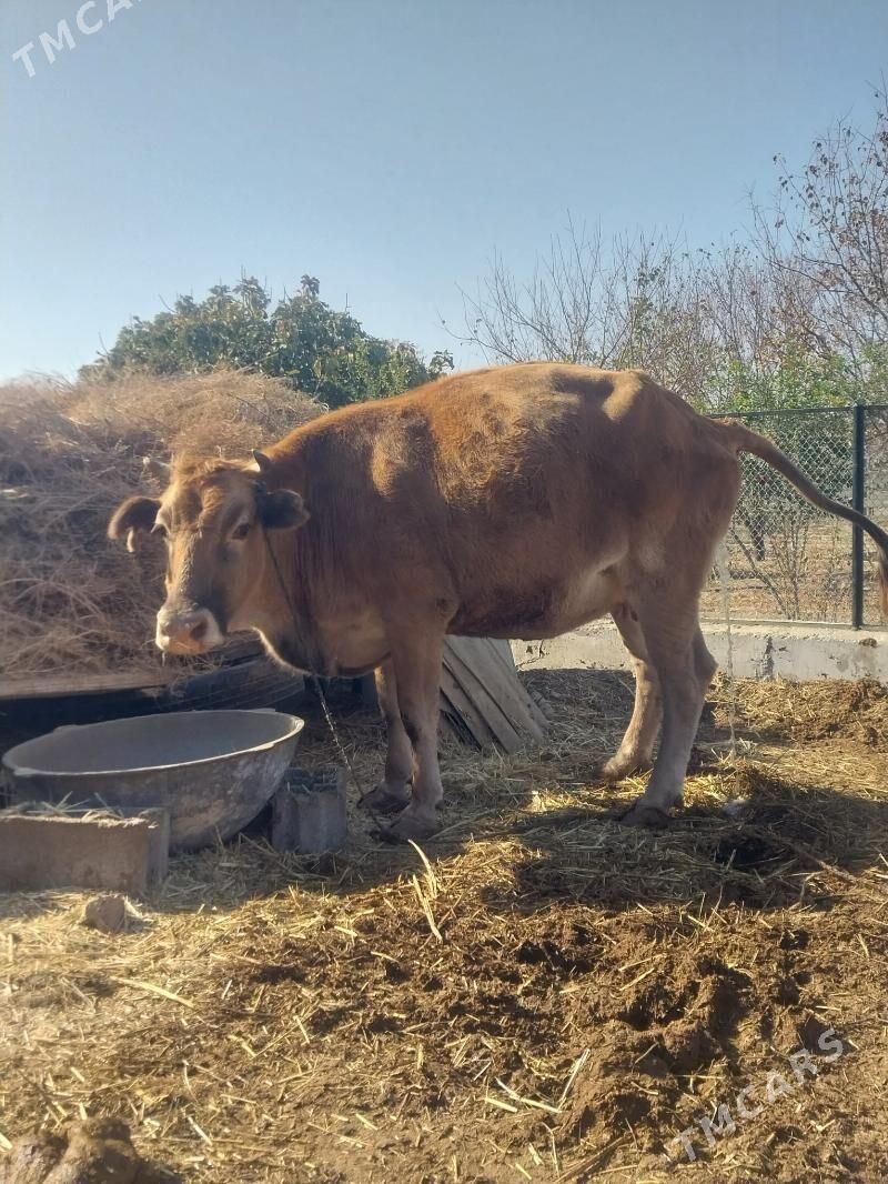 satlyk sygyr - Magtymguly - img 6