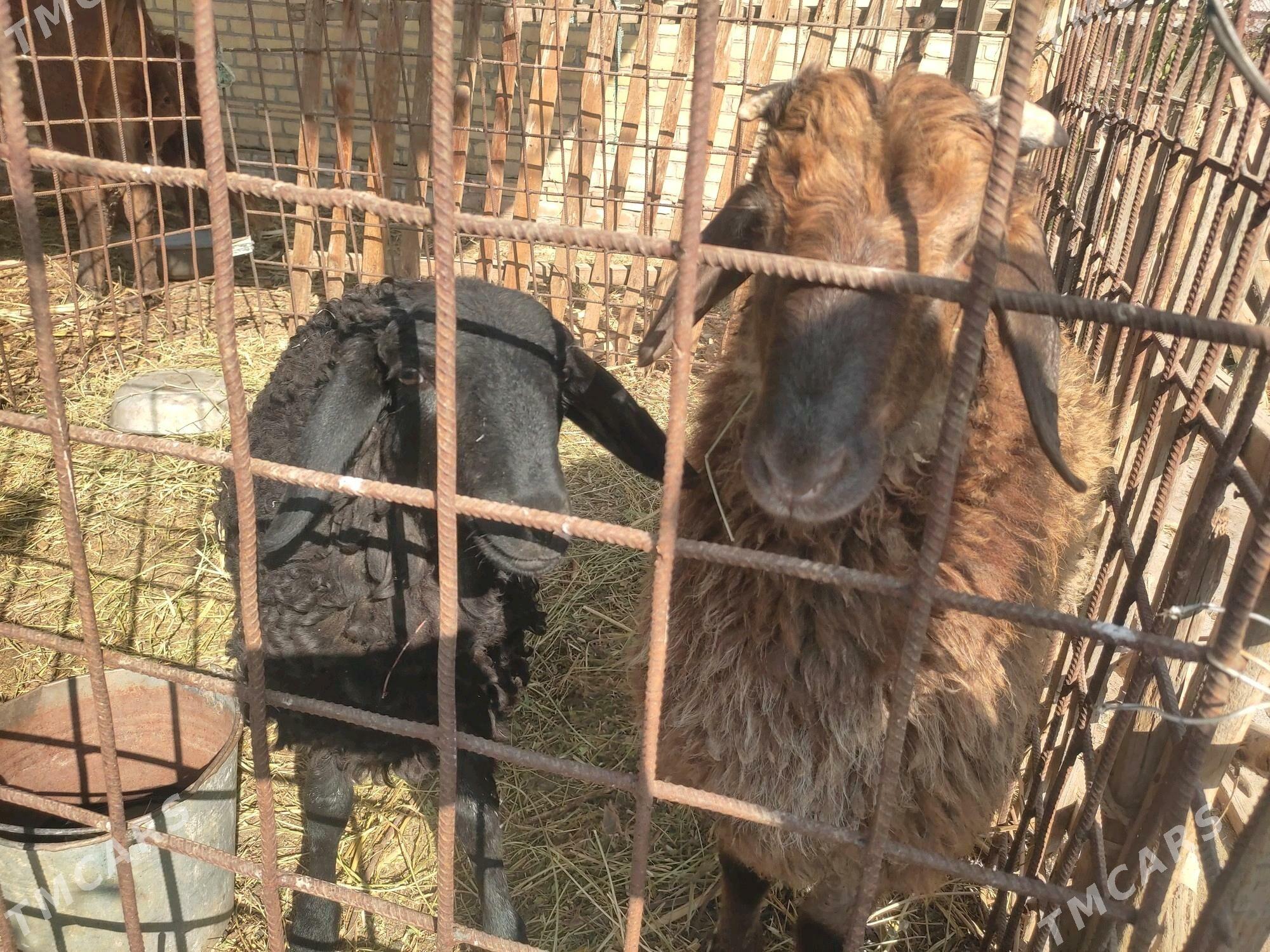 Goç - Halaç - img 2