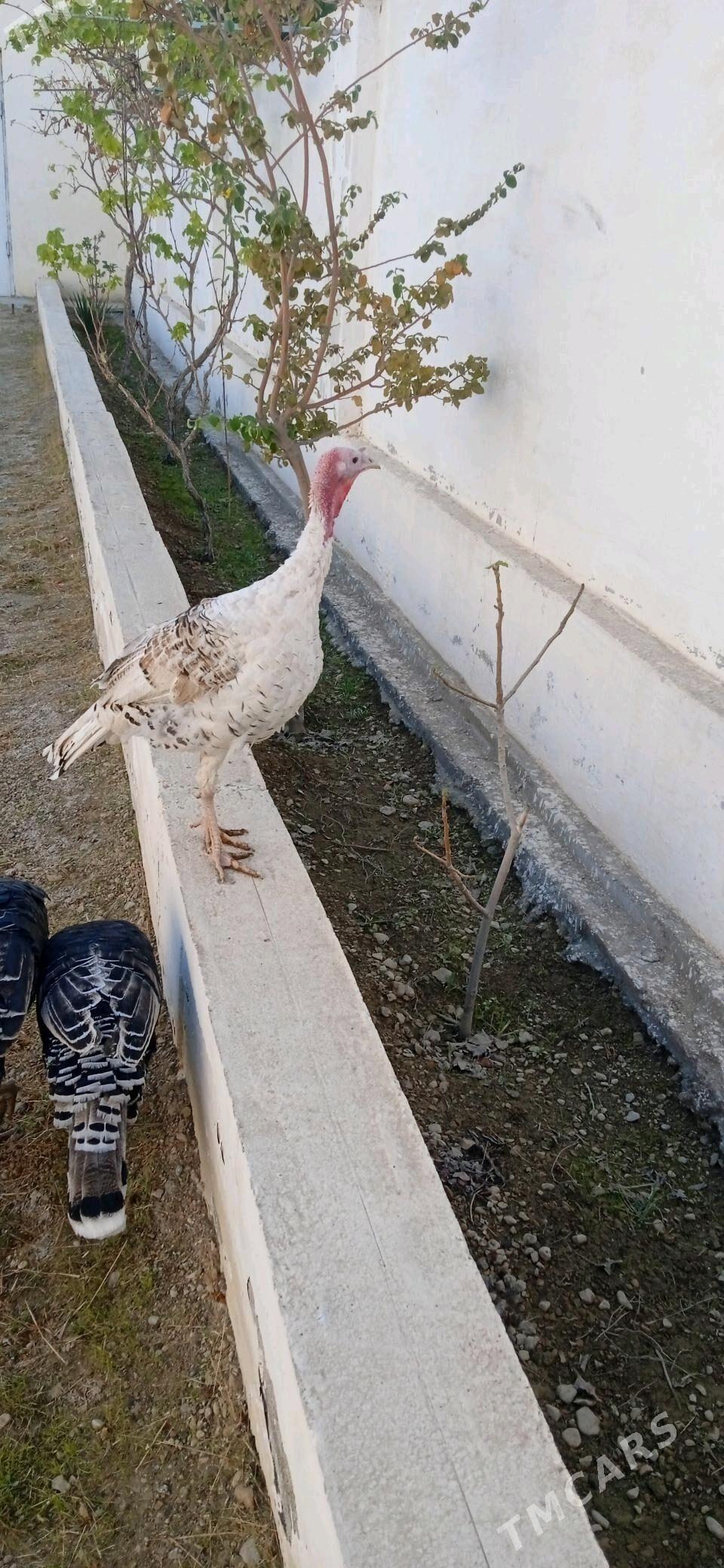 Guś - Balkanabat - img 5