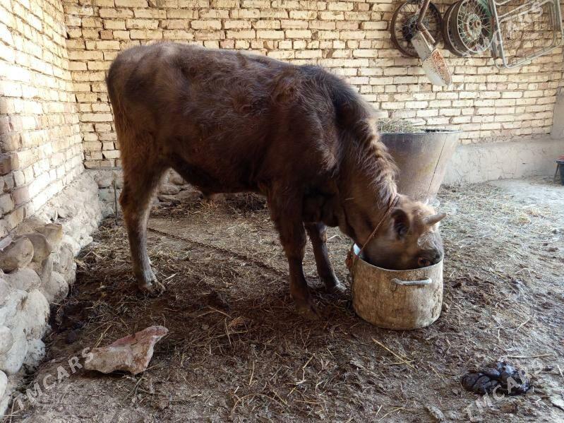 öküzçe - Magtymguly - img 1