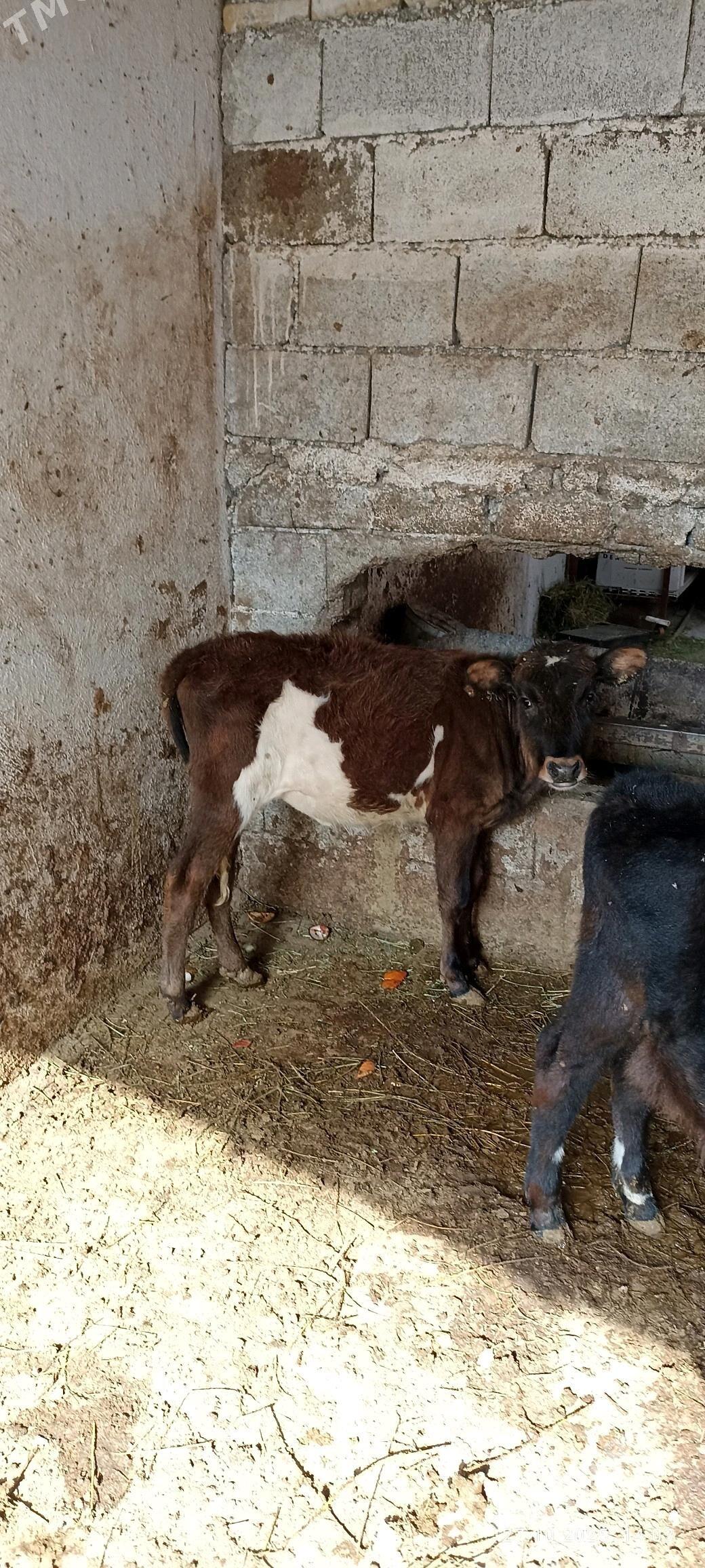 tuwe - Büzmeýin - img 3