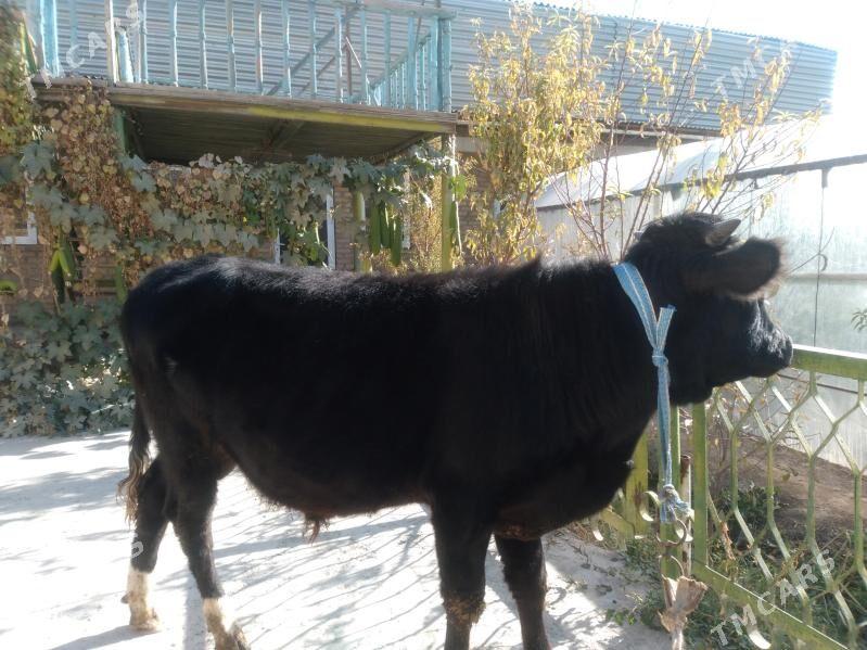 baklyk öküzler. - Çärjew - img 3