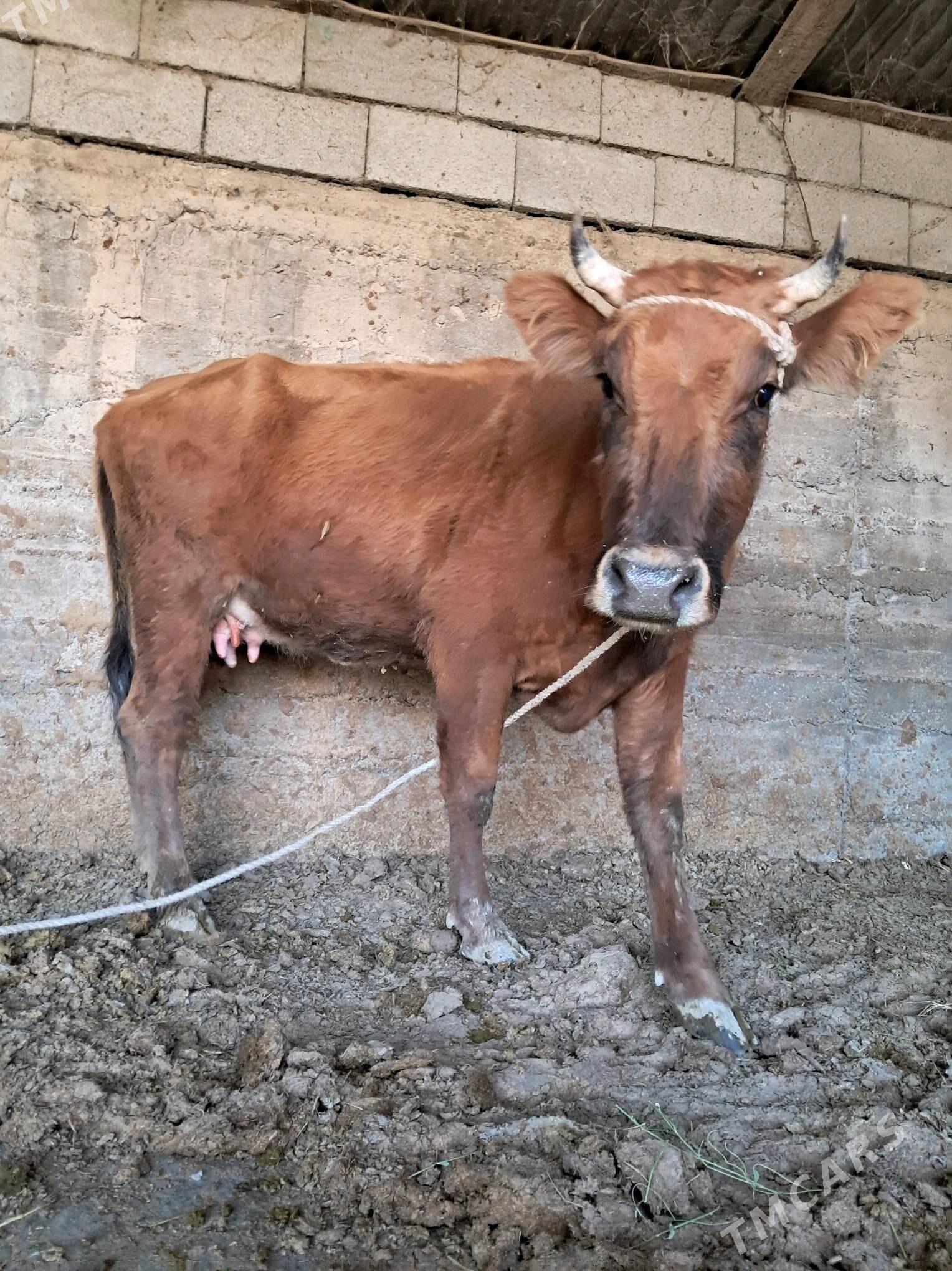 Göleli sygyr - Gökdepe - img 1