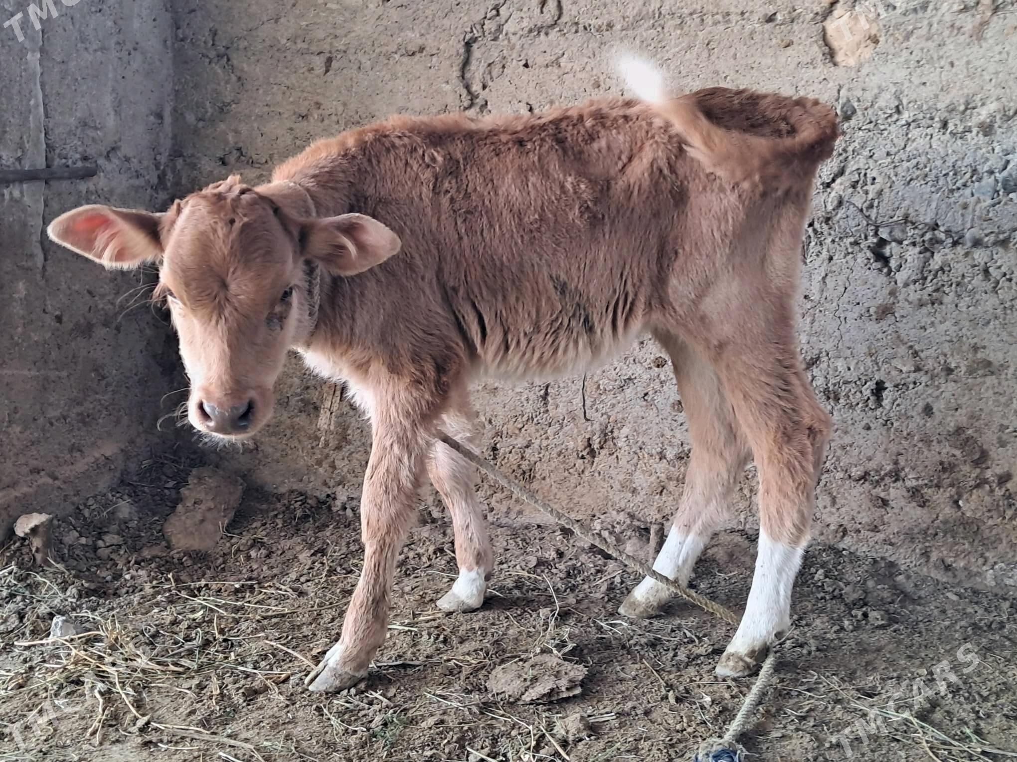 Göleli sygyr - Gökdepe - img 2