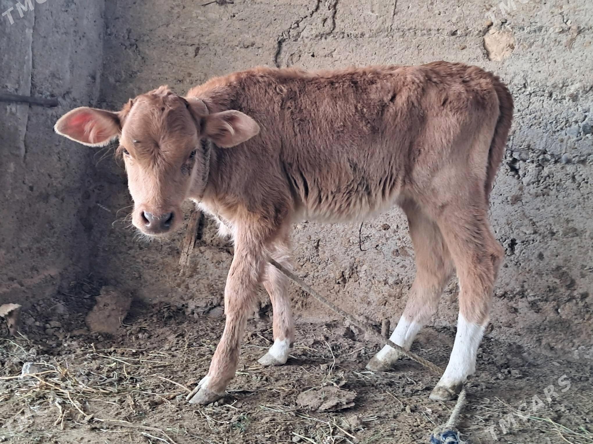 Göleli sygyr - Gökdepe - img 3