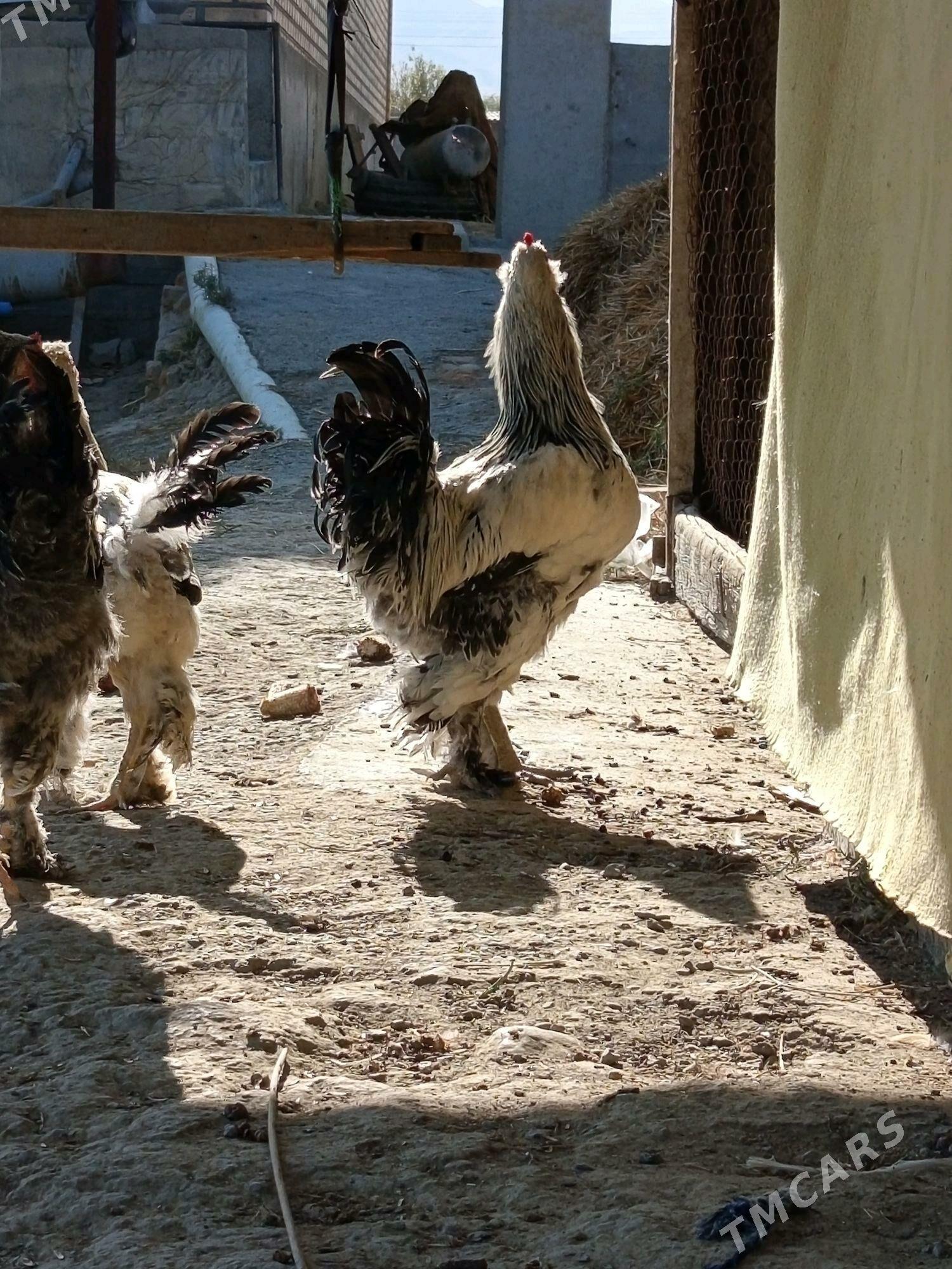 Balgar - Бахарден - img 2