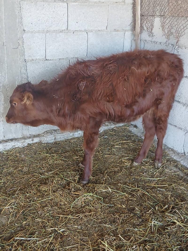 tüwe - Ýaşlyk - img 4