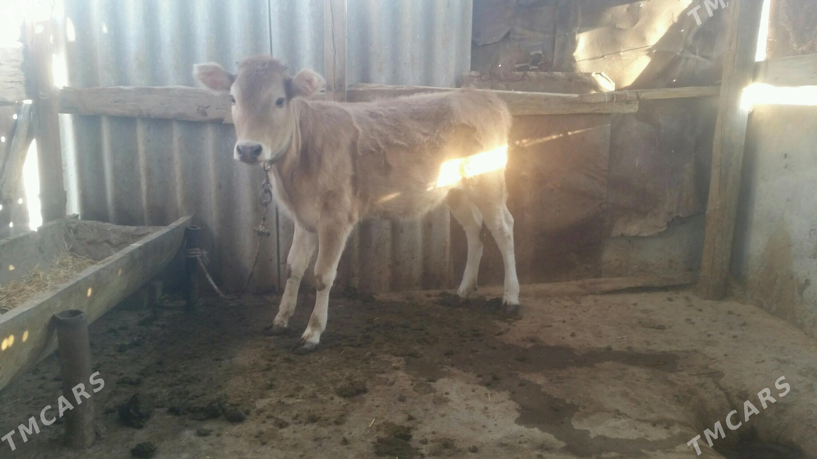 tuwe tohum mal - Гызыларбат - img 1