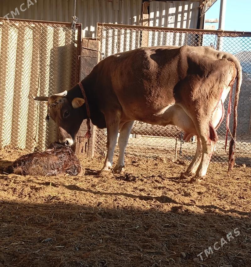 tohum göleli sygyr - Gökdepe - img 1