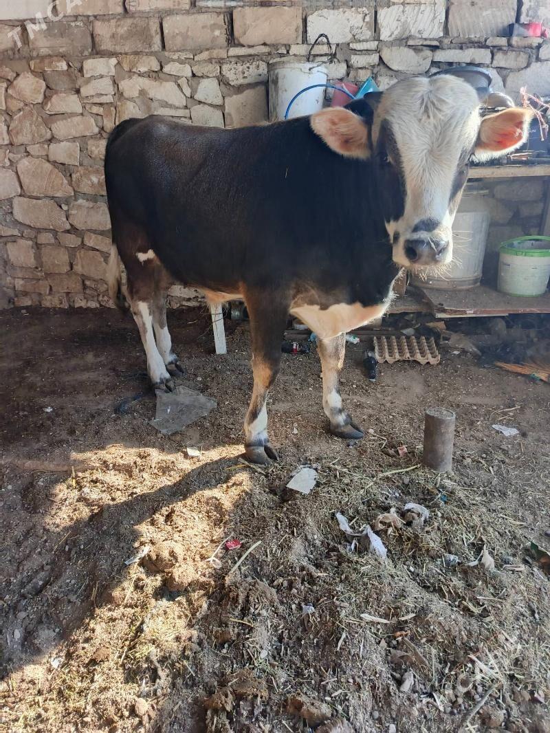 okuzler - Балканабат - img 2