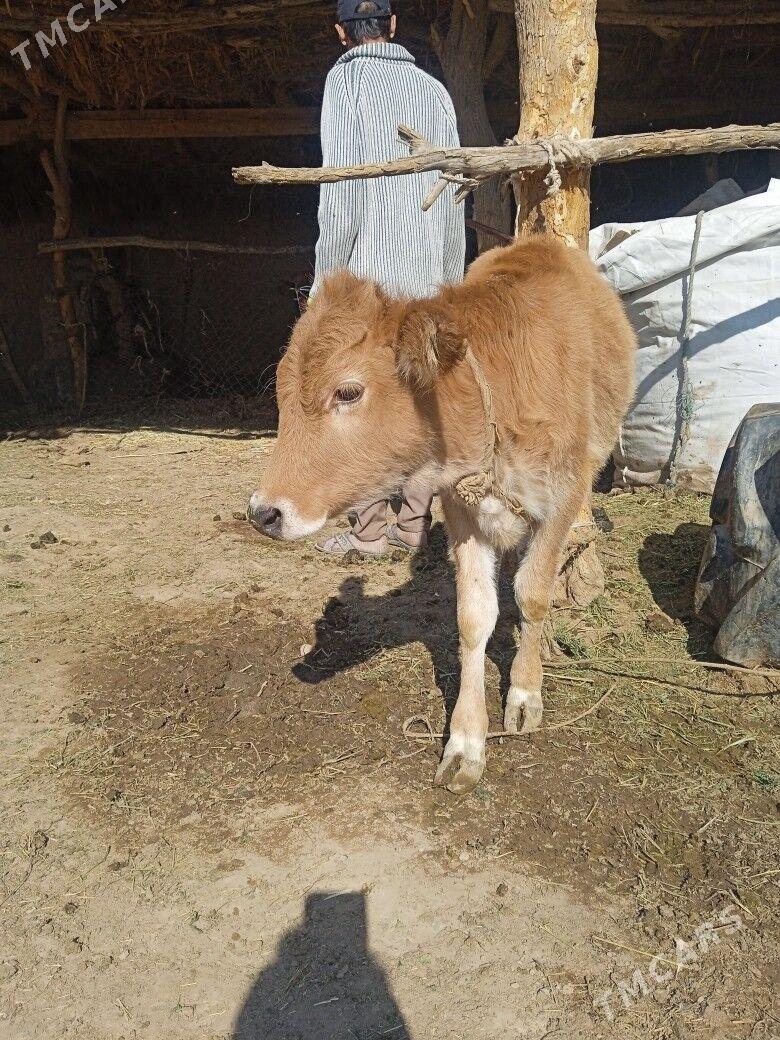 Göle ady - Babadaýhan - img 1