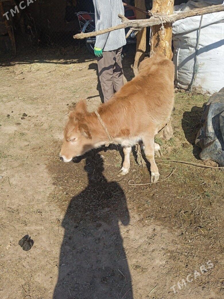 Göle ady - Babadaýhan - img 2