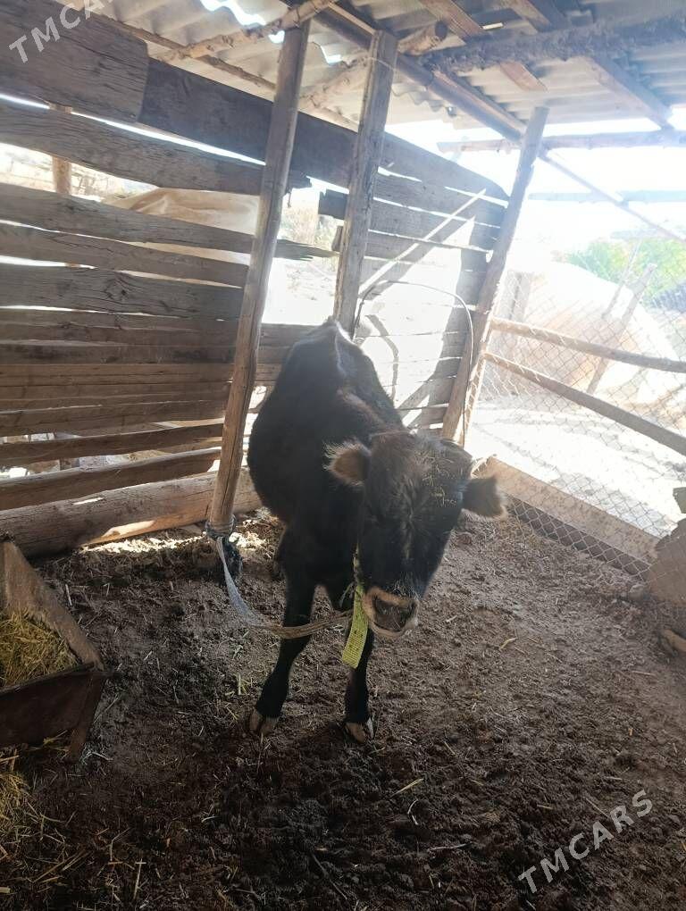 ökizler - Mary - img 2