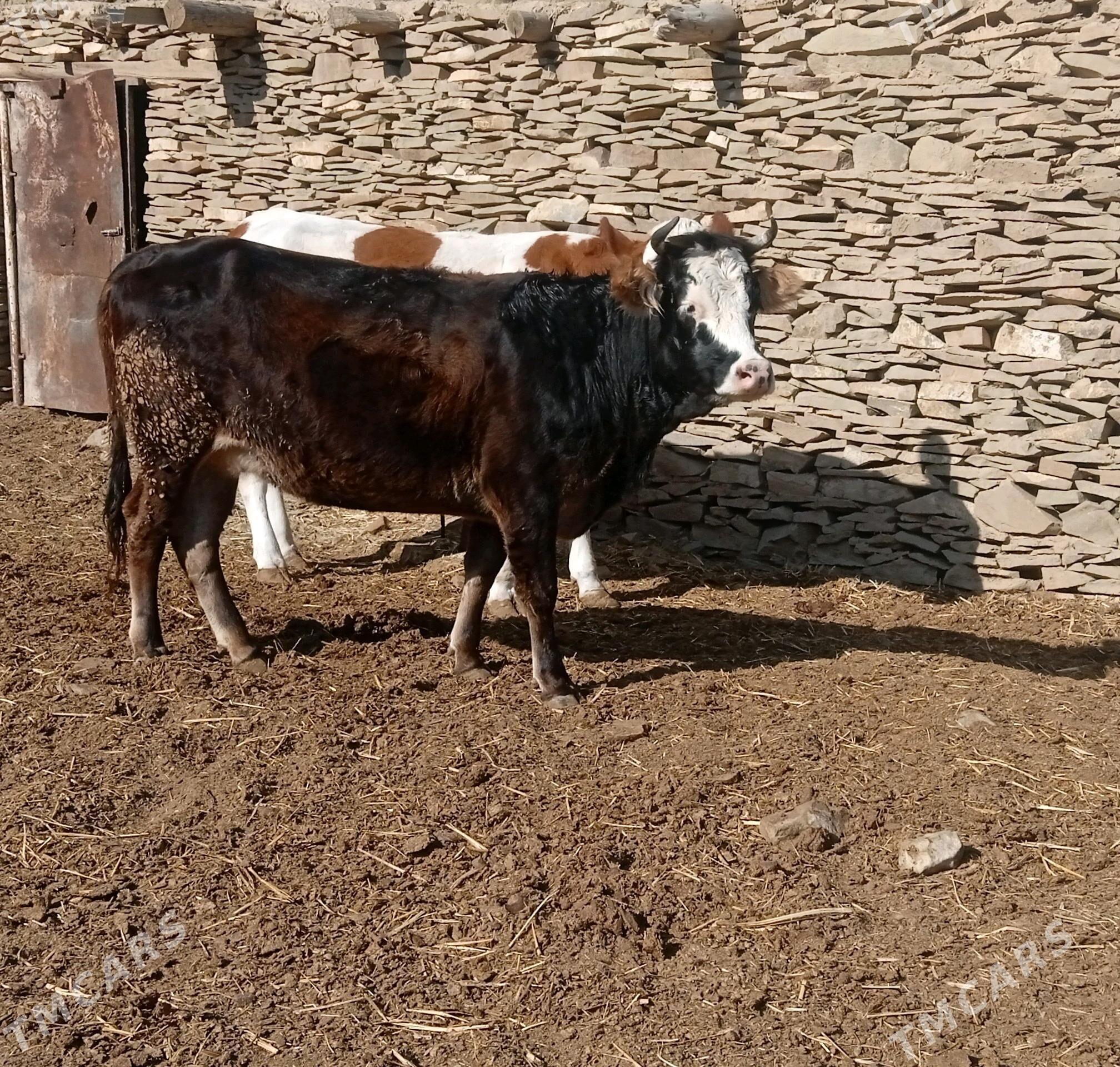 bogaz túwe - Бахарден - img 1