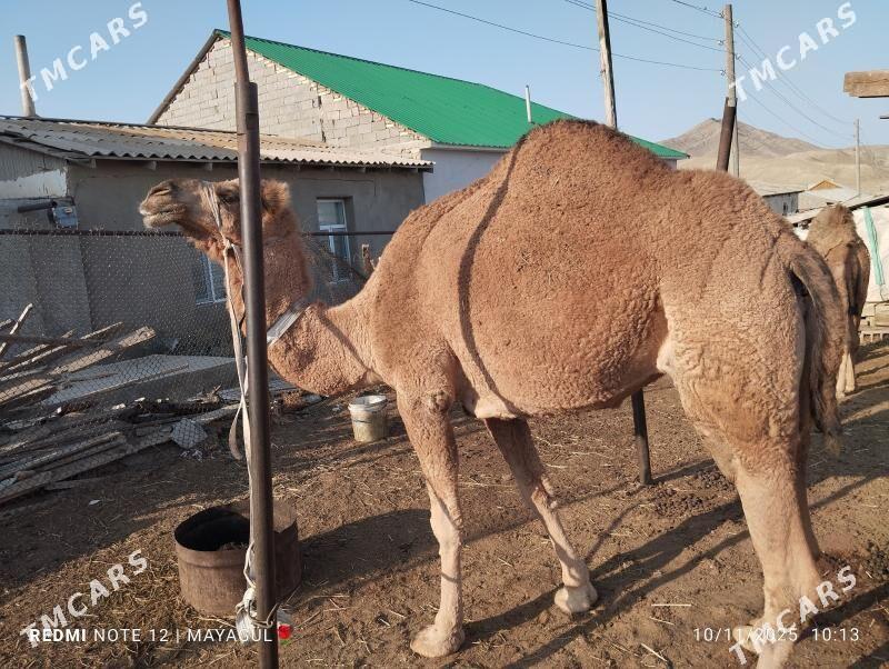 duye - Джебел - img 2