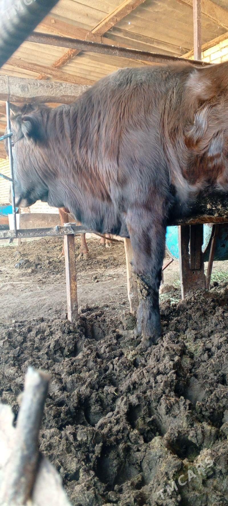 Bakylan öküz - Mary - img 1