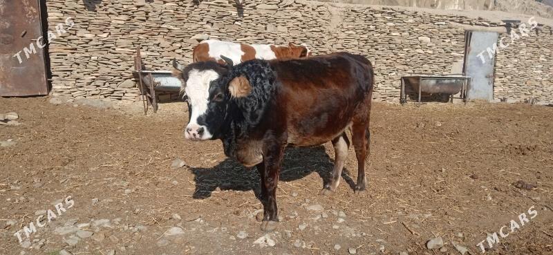 bogaz túwe - Бахарден - img 4