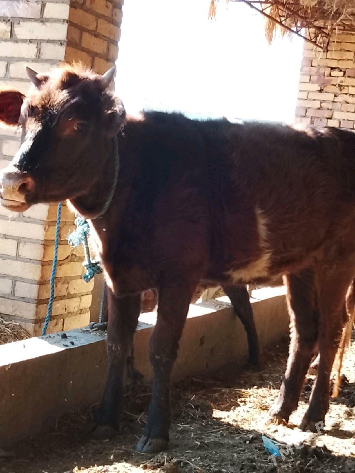 gunajynlar - Дянев - img 2