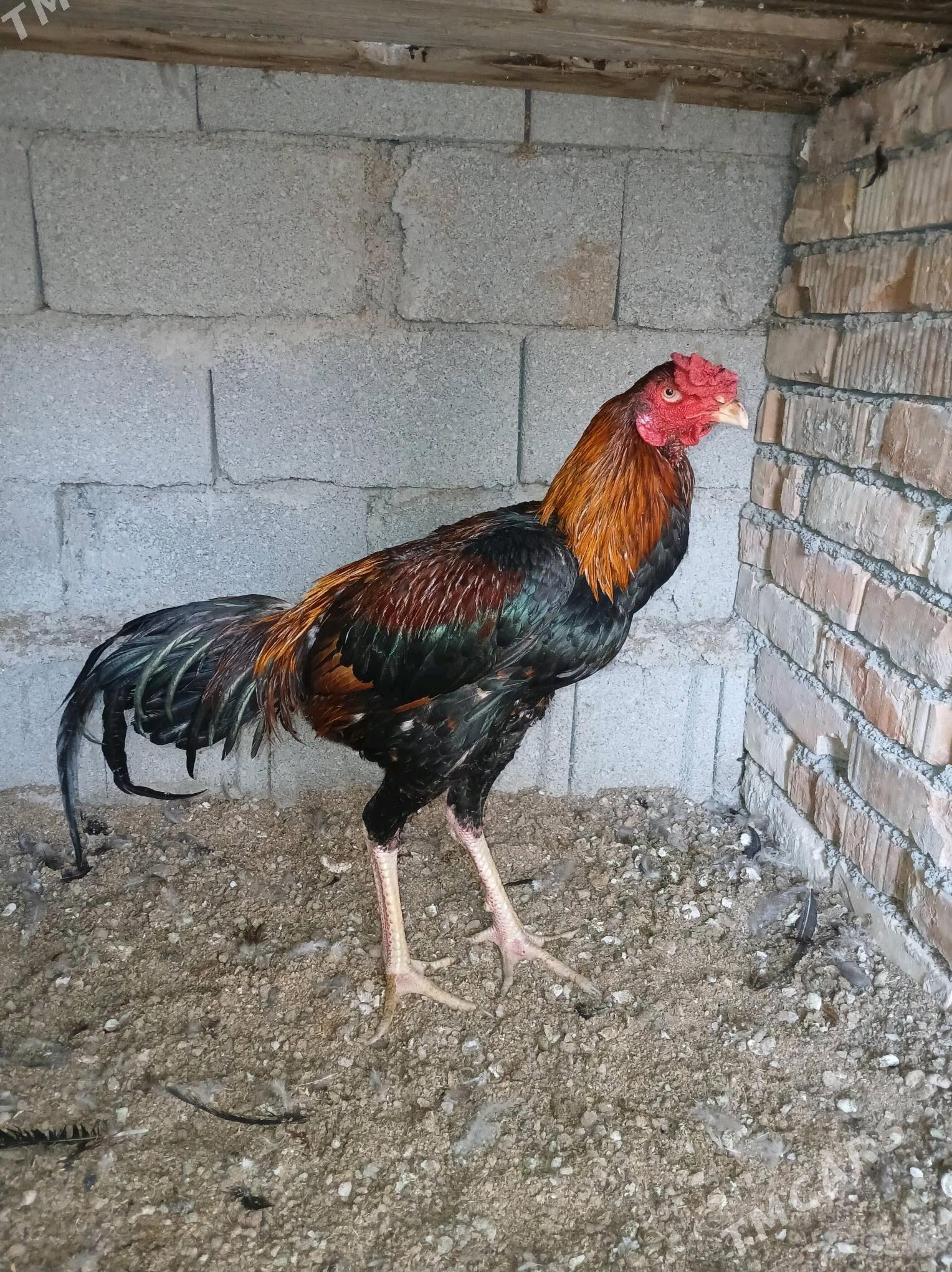 Tangent horoz - Büzmeýin - img 3