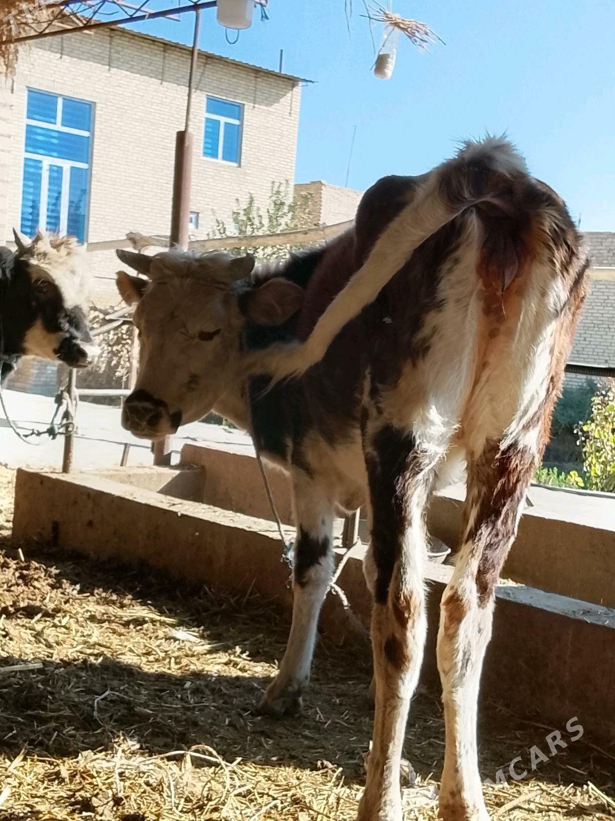 gunajynlar - Дянев - img 3