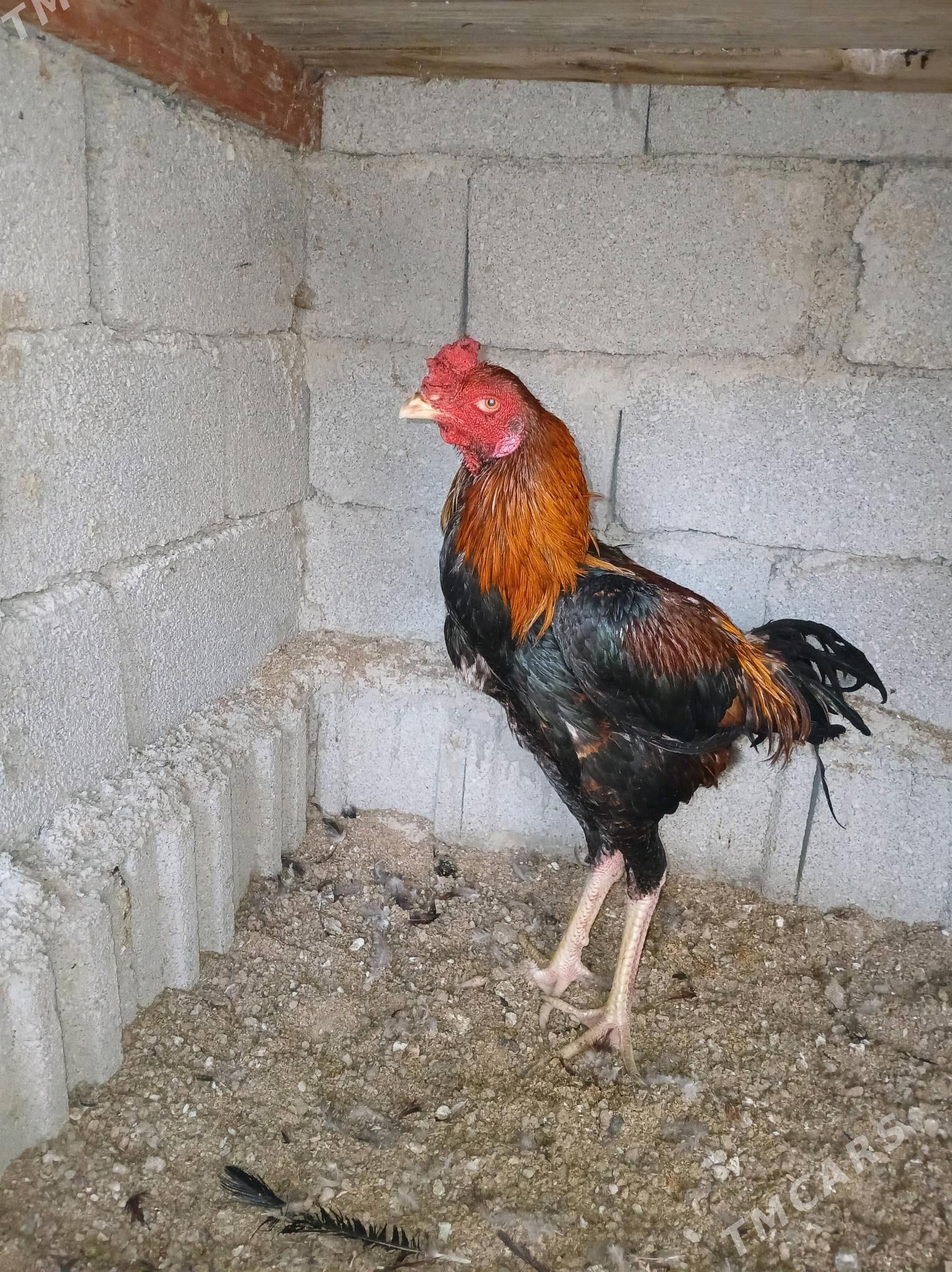 Tangent horoz - Büzmeýin - img 1