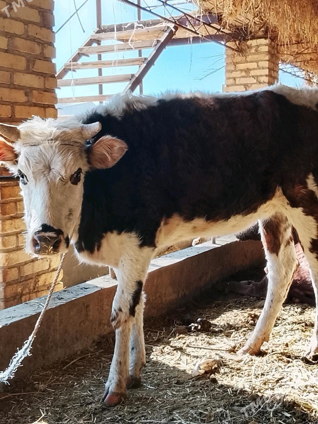 gunajynlar - Дянев - img 6