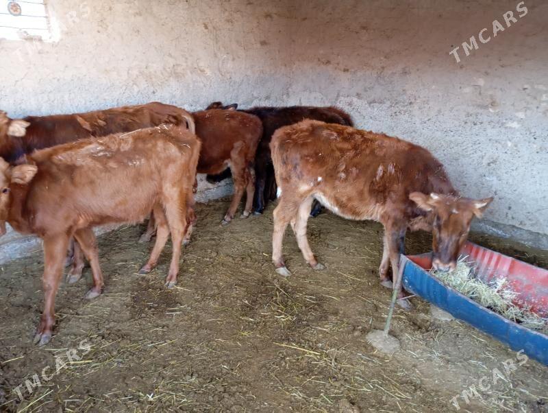 gulajyn goller - Mary - img 2