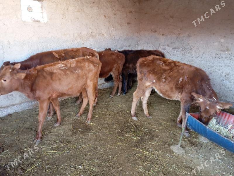 gulajyn goller - Mary - img 3