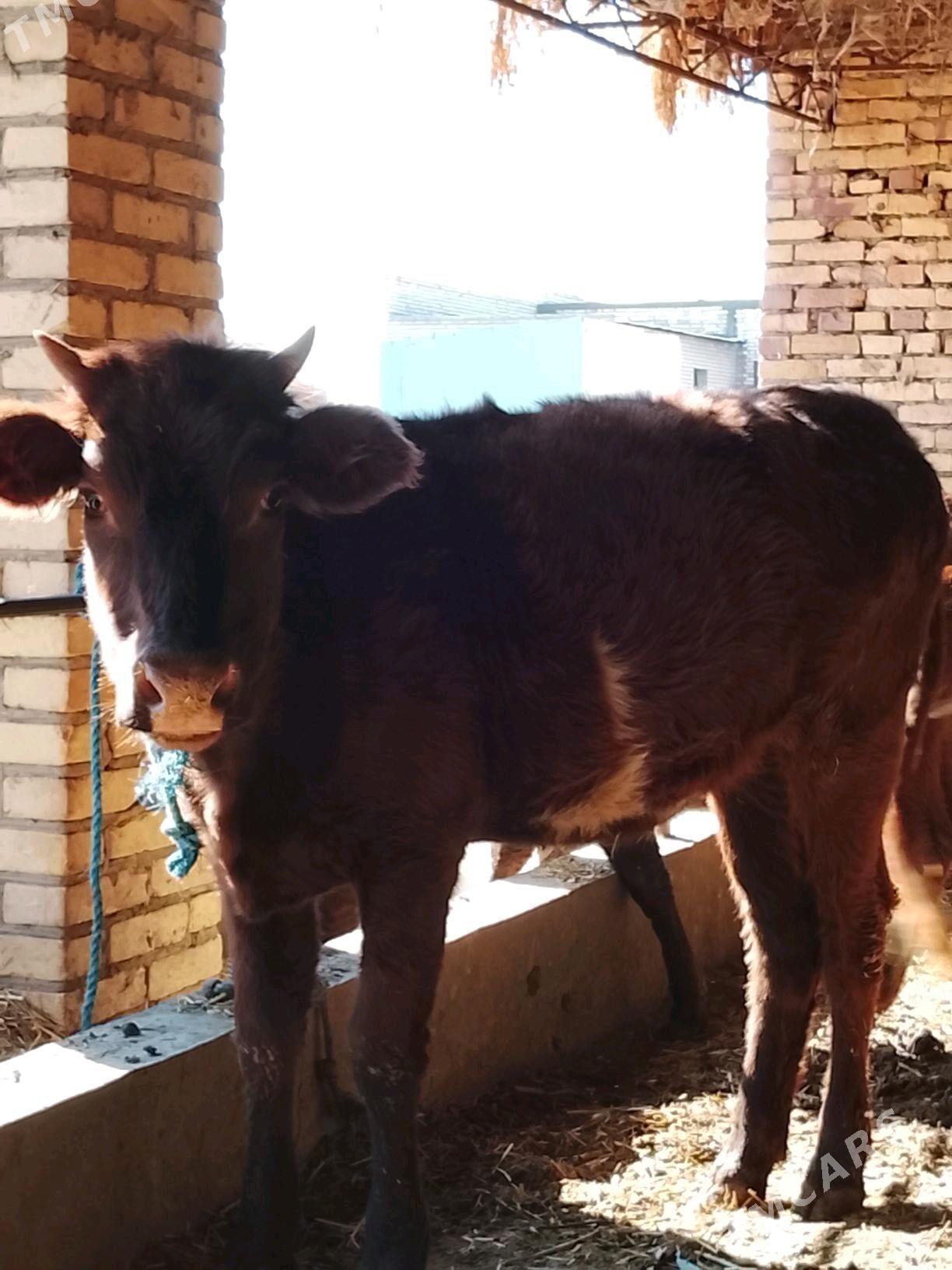 gunajynlar - Дянев - img 7