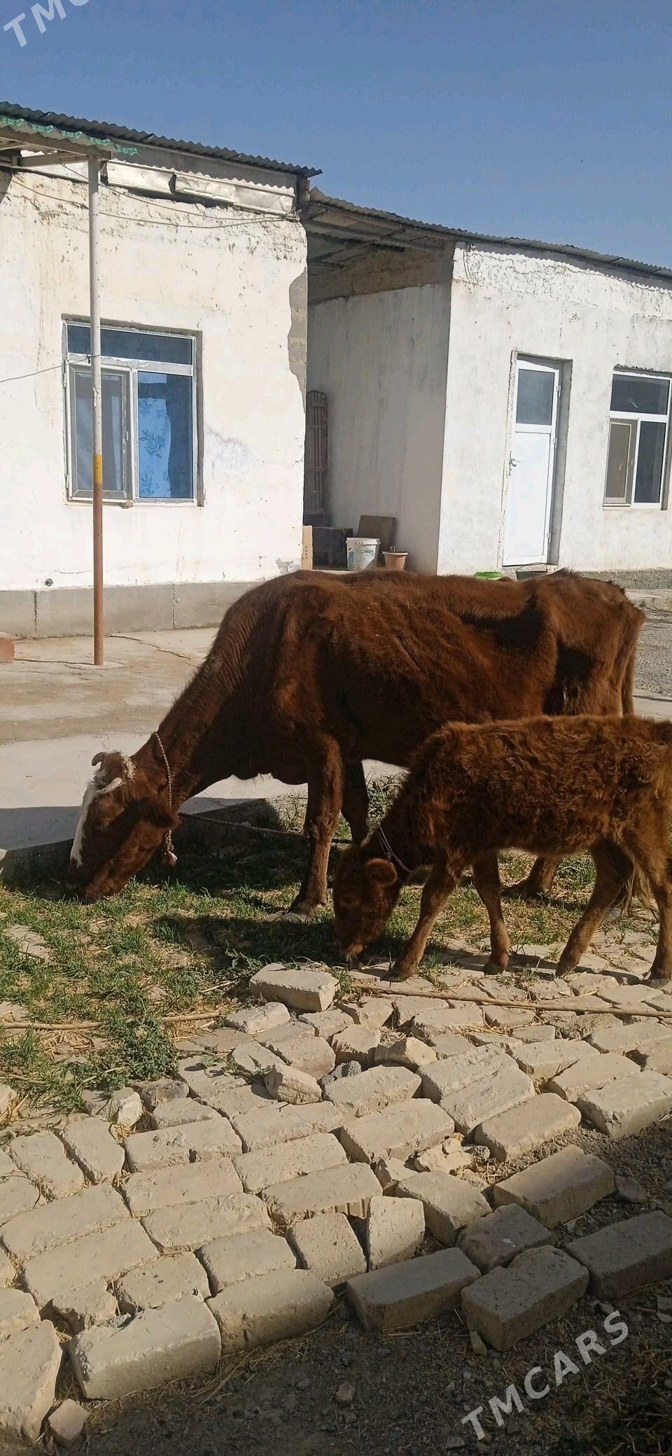 golelisygyr - Чоганлы - img 2