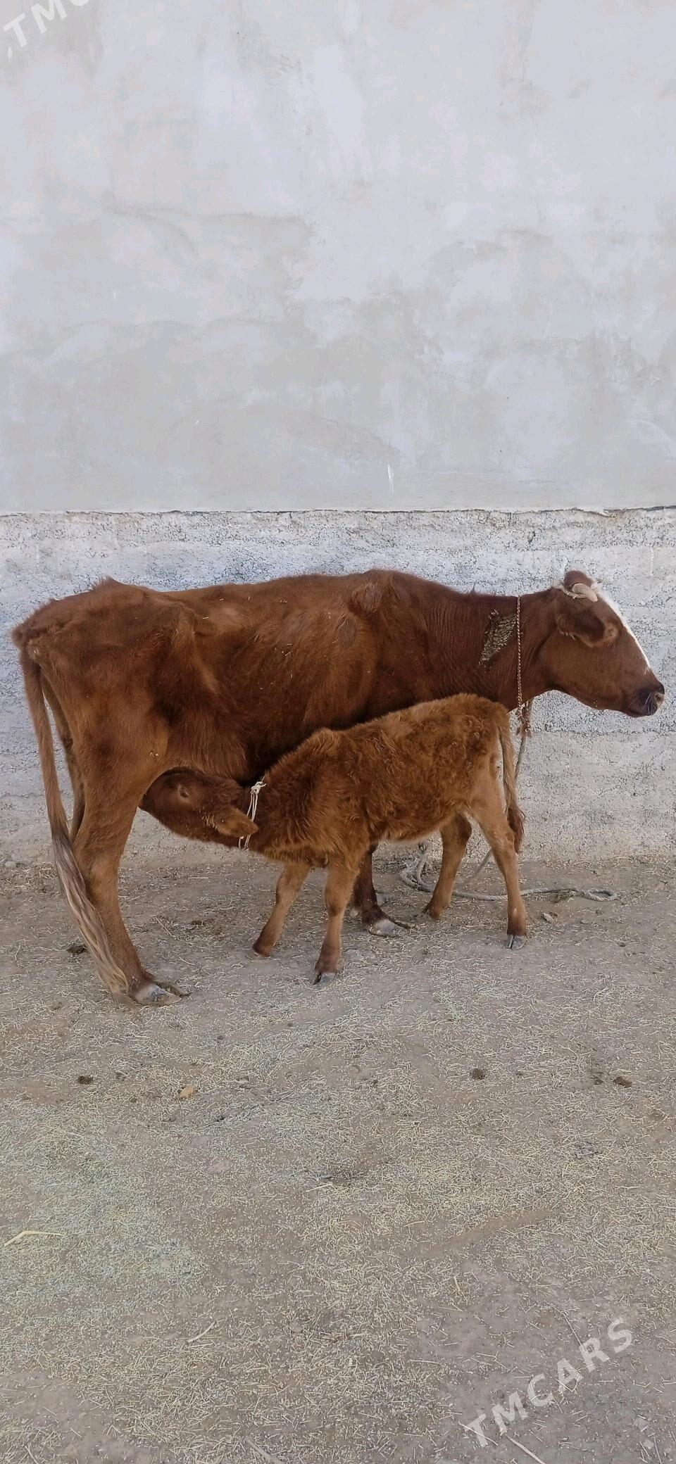 golelisygyr - Чоганлы - img 1