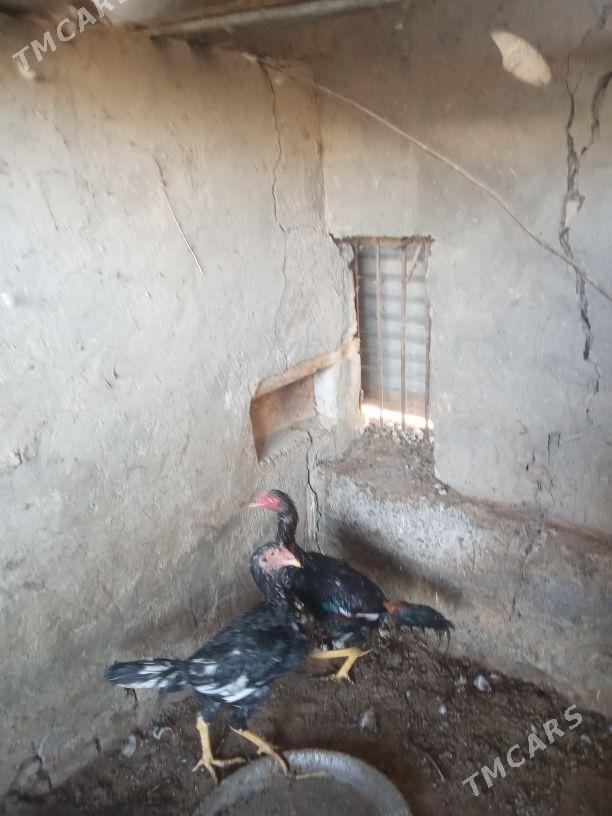 Towuklar - Mary - img 3