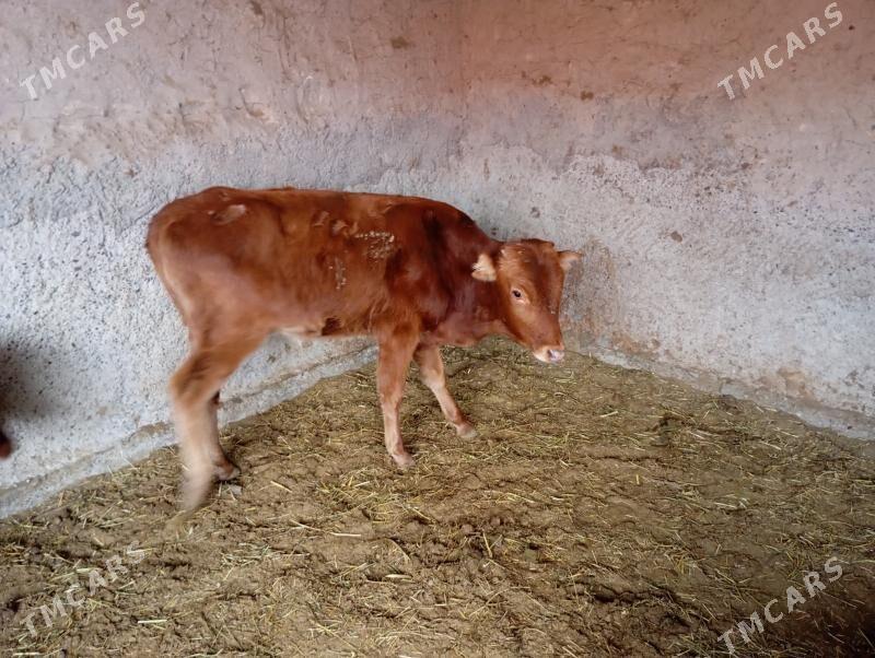 gulajyn goller - Mary - img 4