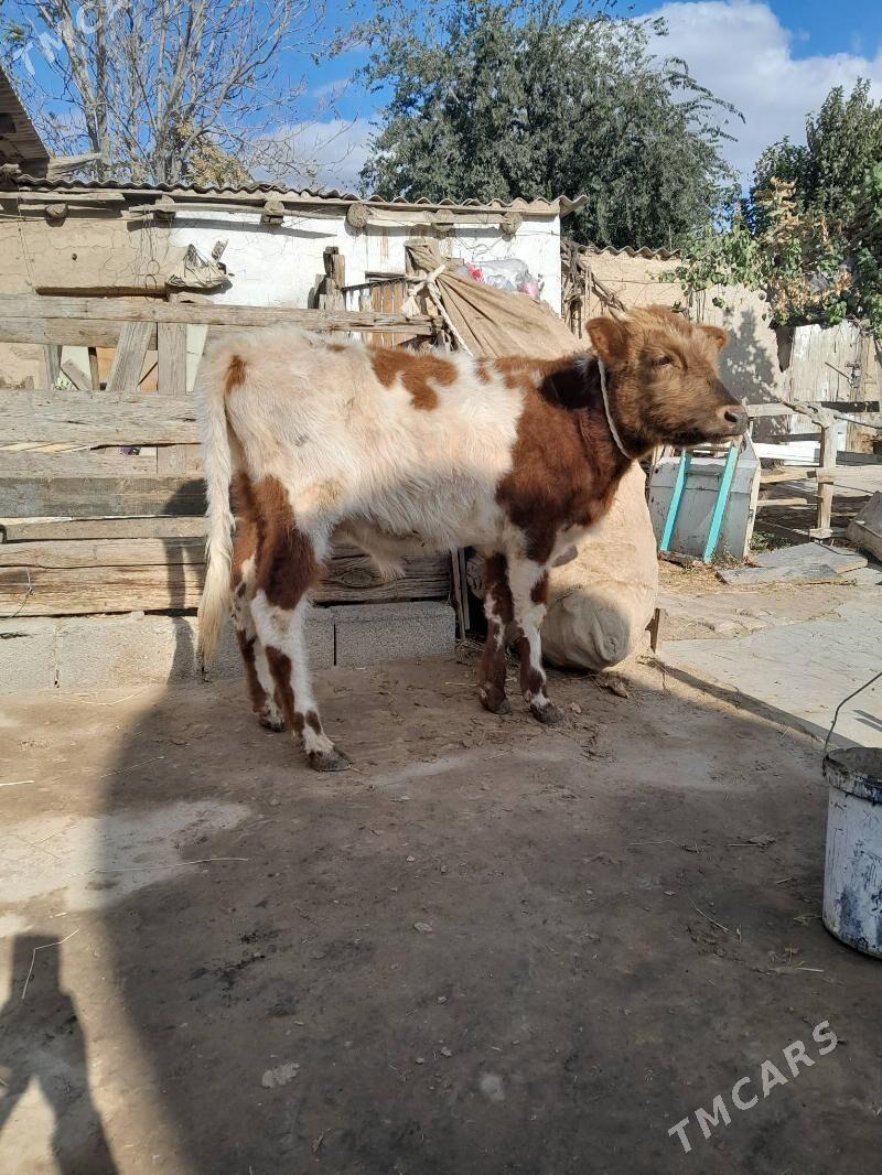 0kuz - Köşi - img 1