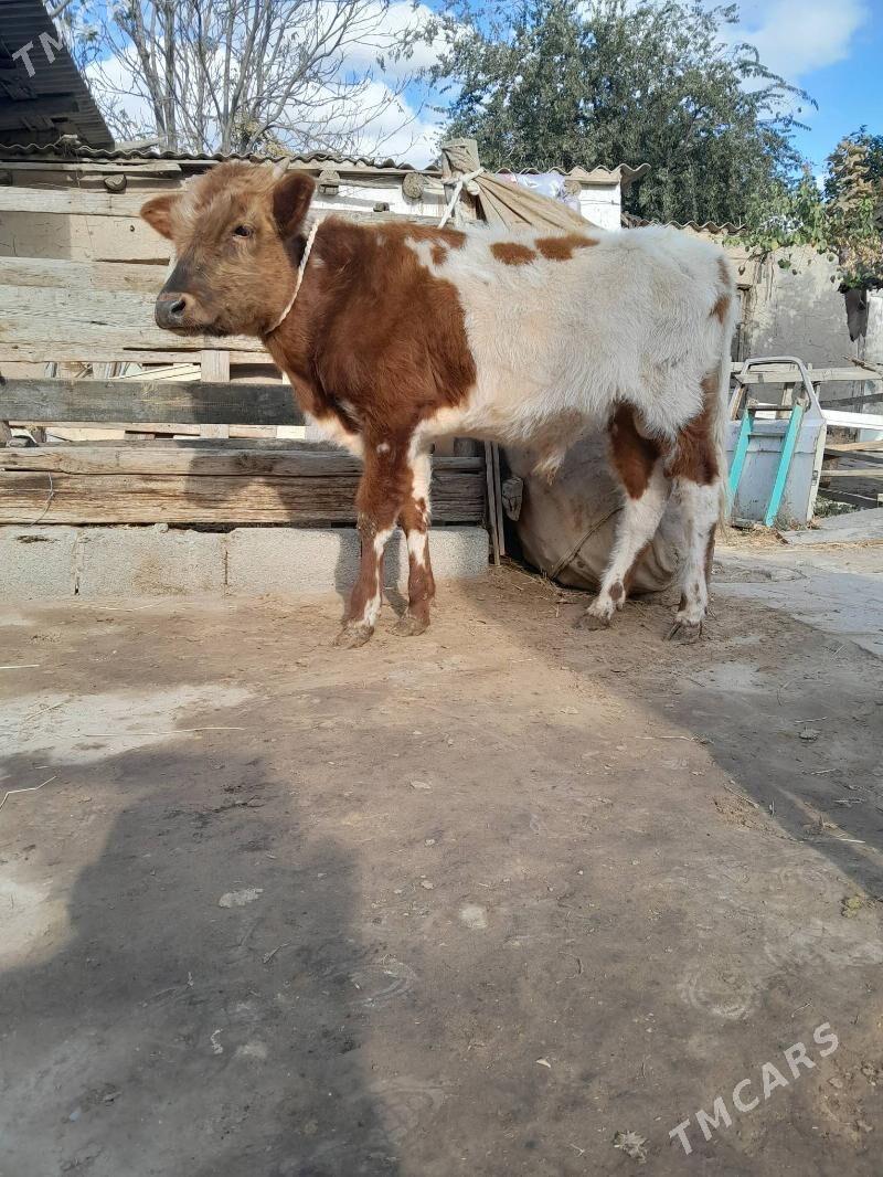 0kuz - Köşi - img 2