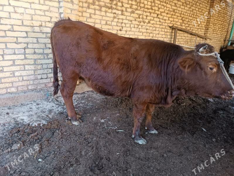 unajyn - Туркменабат - img 3