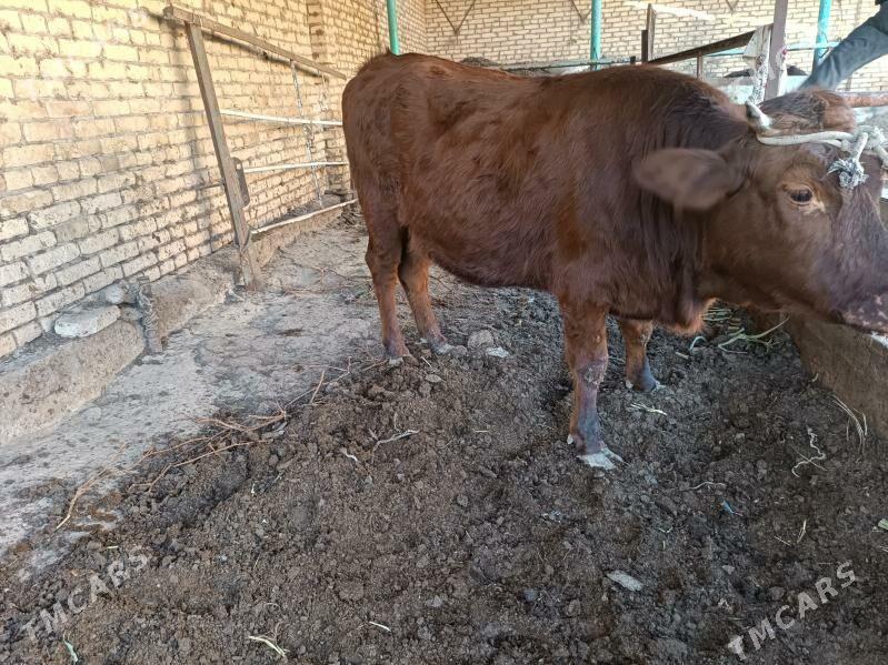 unajyn - Туркменабат - img 2