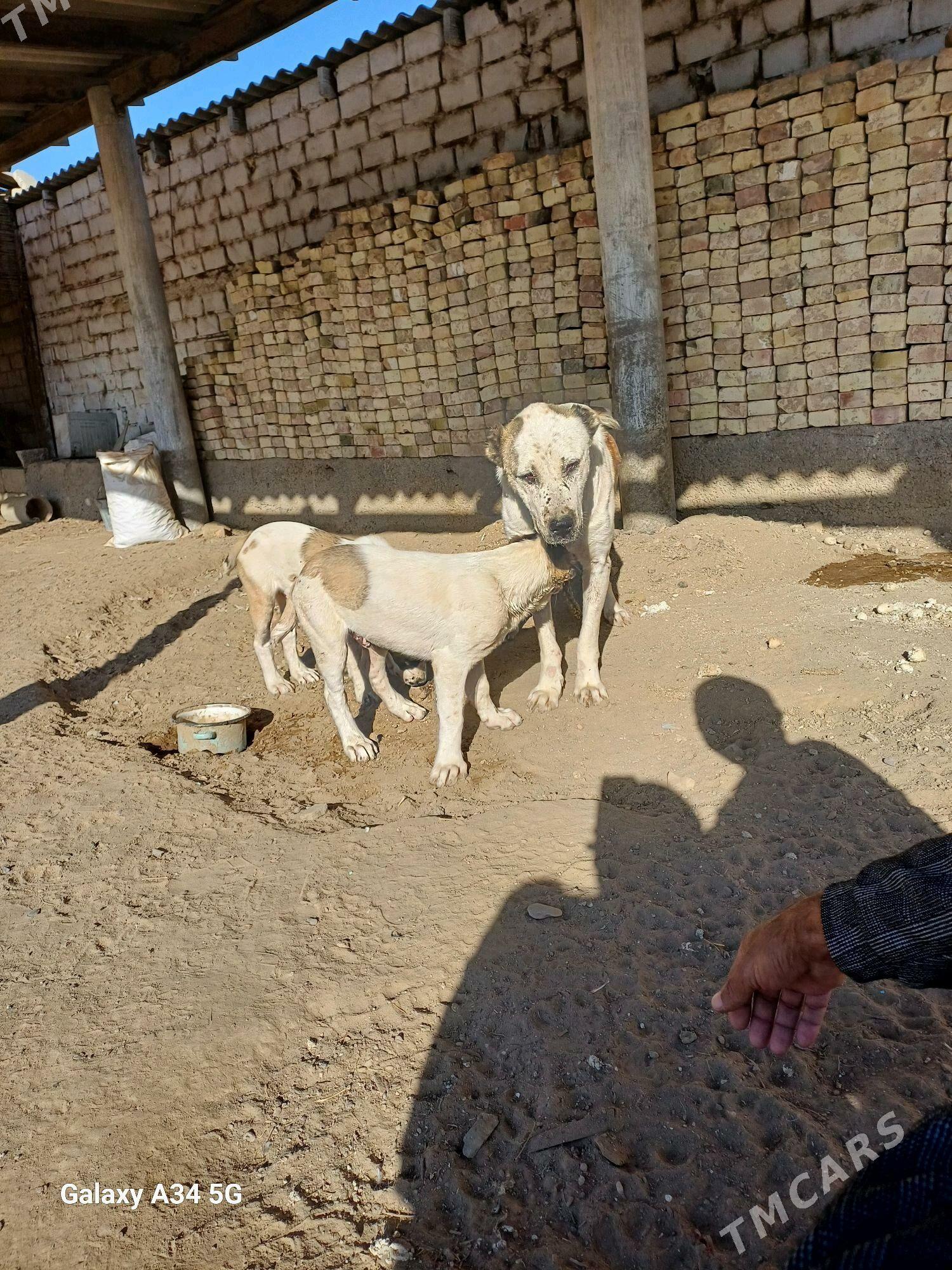 it Güjük - Änew - img 1