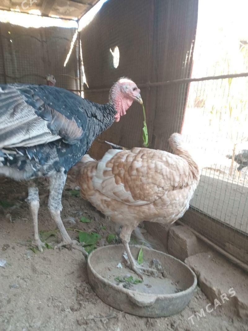 индюк. - Farap - img 5