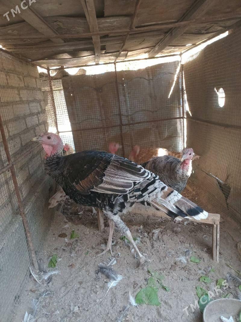 индюк. - Farap - img 4