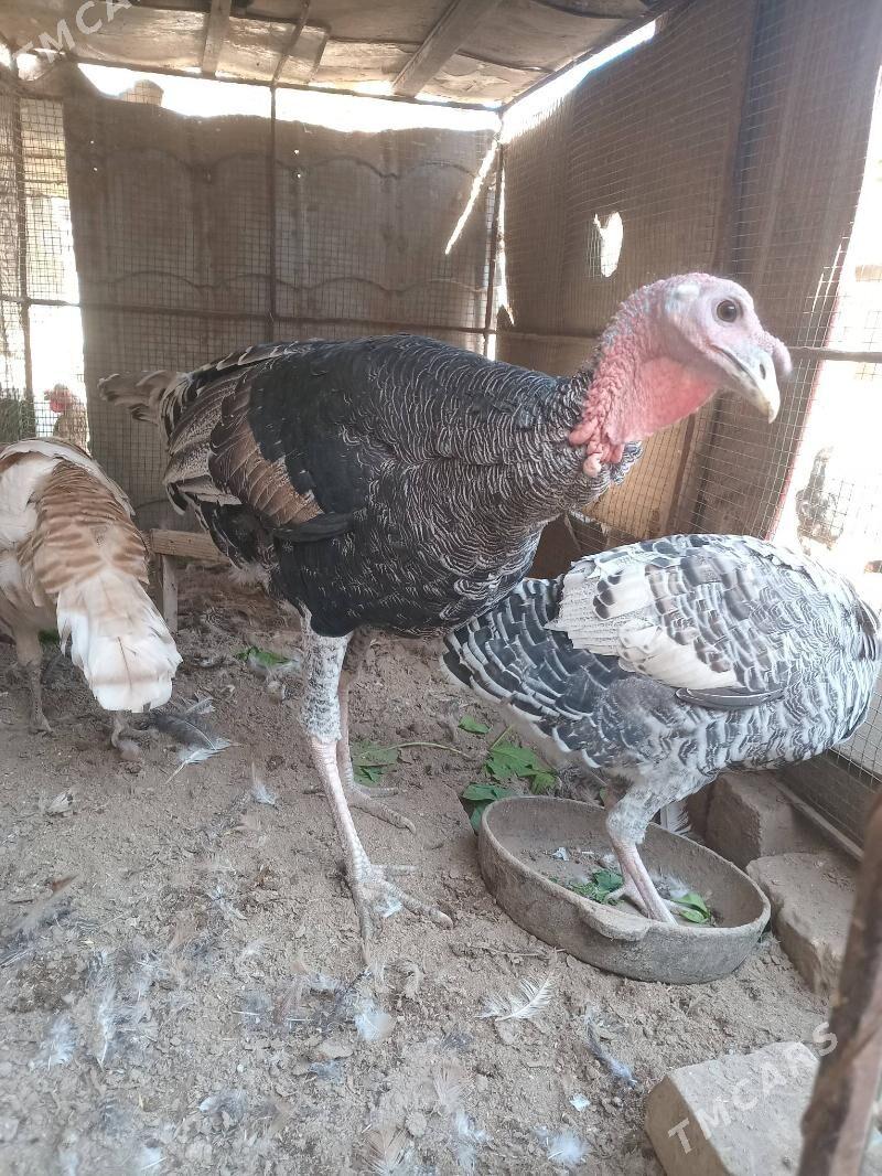 индюк. - Farap - img 1