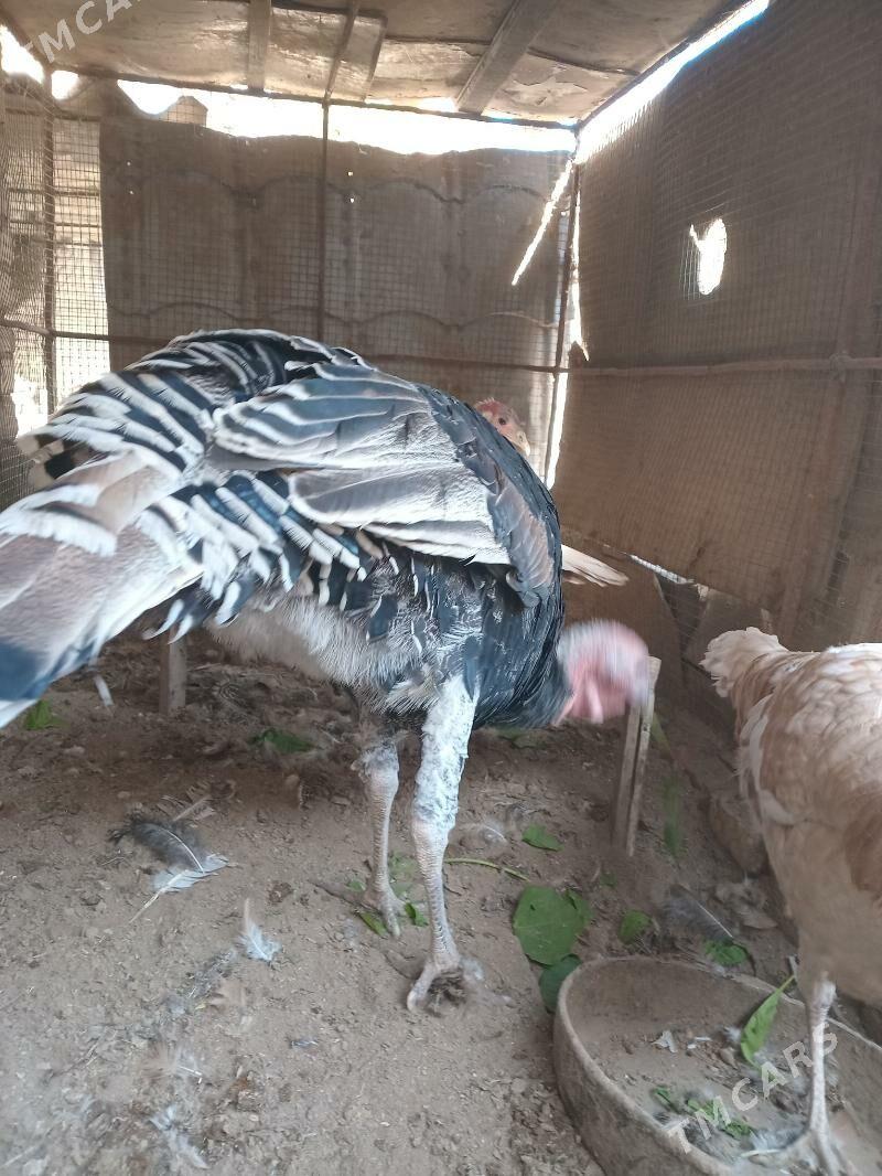 индюк. - Farap - img 6