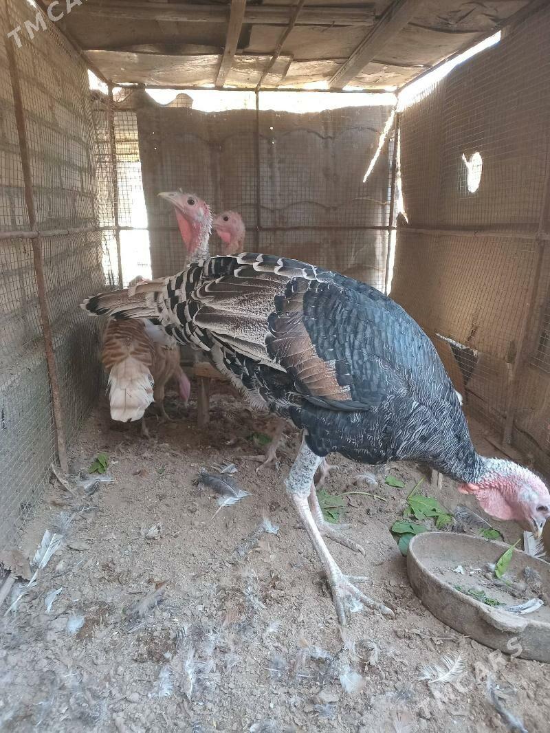 индюк. - Farap - img 2