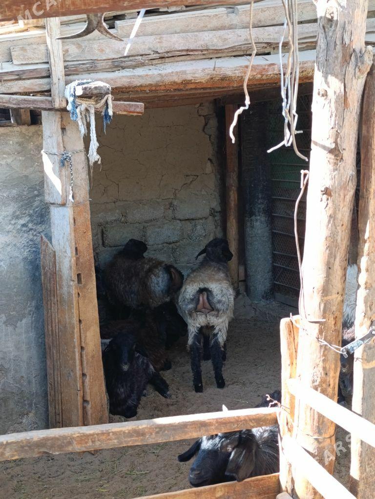 TOKLY - Hitrowka - img 4