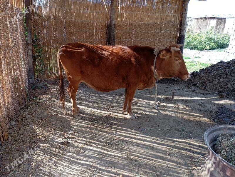 sygyr - Mary - img 2