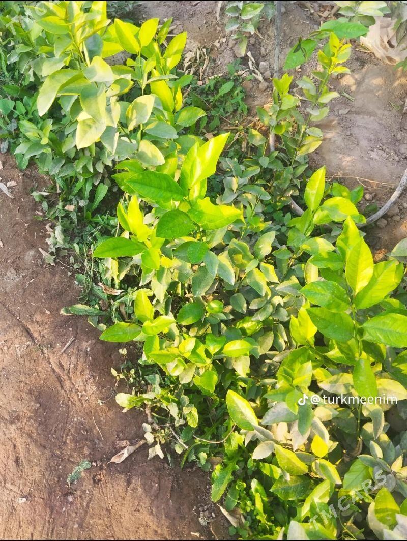 limon, sitil - Яшлык - img 1