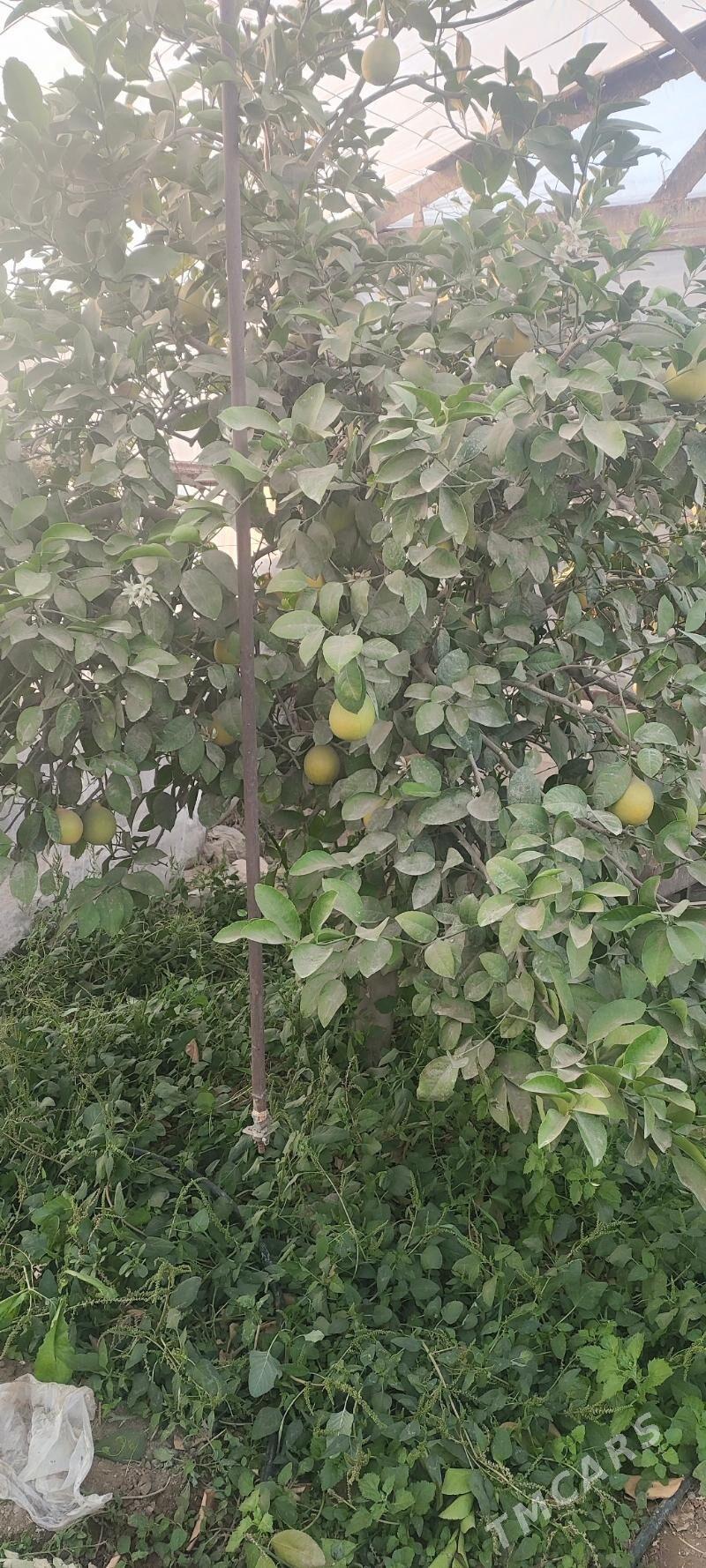 limon, sitil - Яшлык - img 3