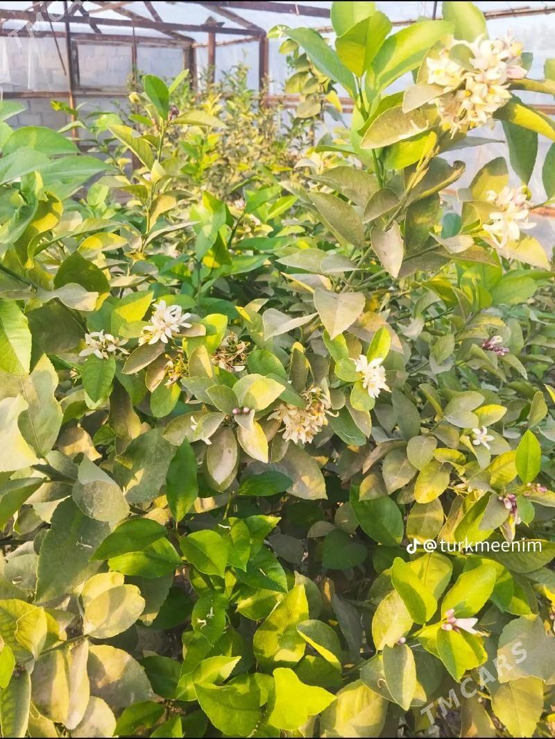 limon, sitil - Яшлык - img 2